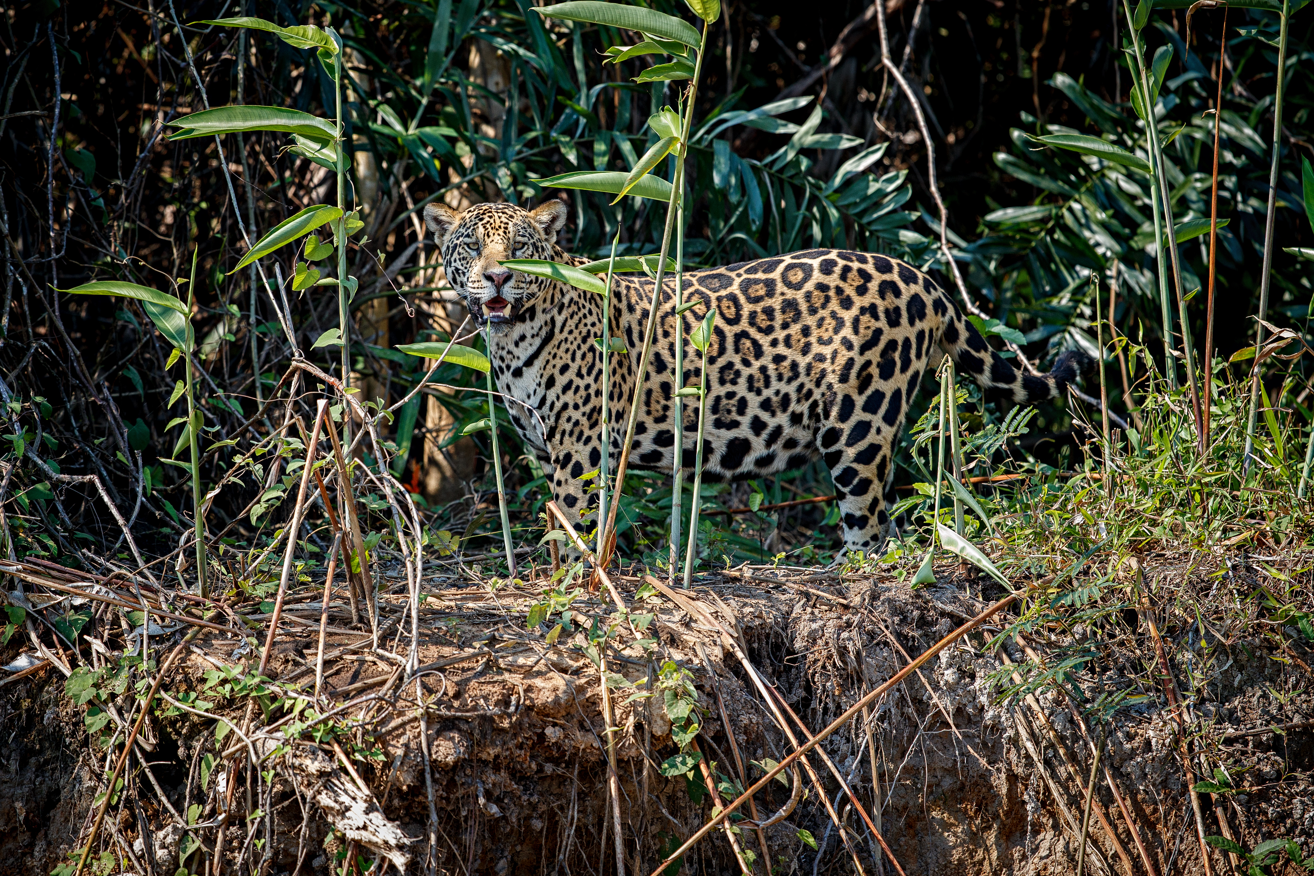Liste des animaux